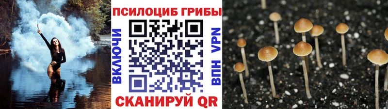 Псилоцибиновые грибы Cubensis  Можайск 